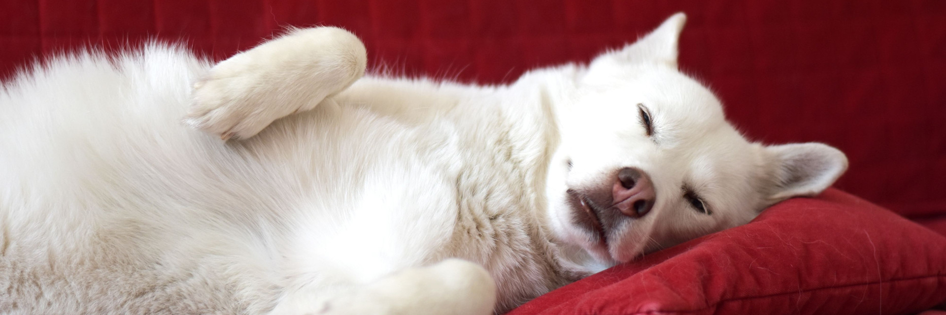 White shepherd lying on a sofa