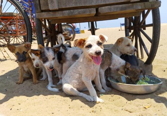 Puppies