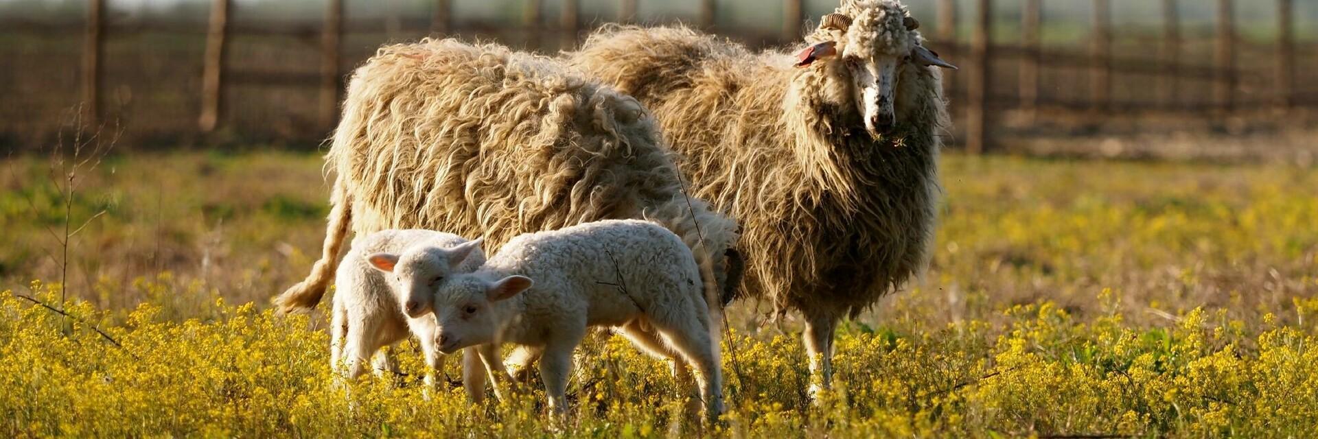 Rescued sheep in Romania