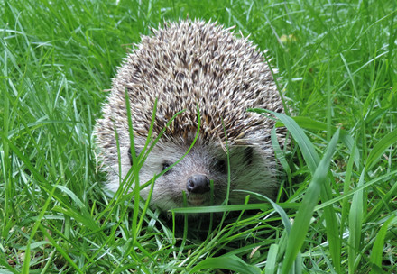 Hedgehog in grass