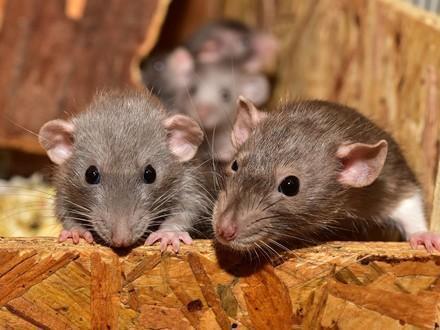 Rats as pets