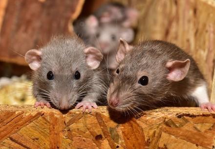 Rats as pets