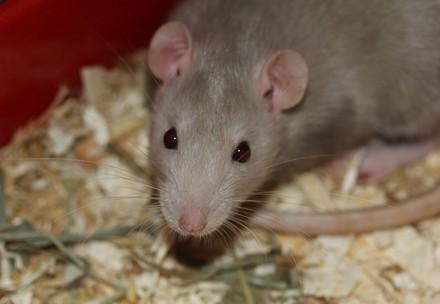 Prejudices against rats