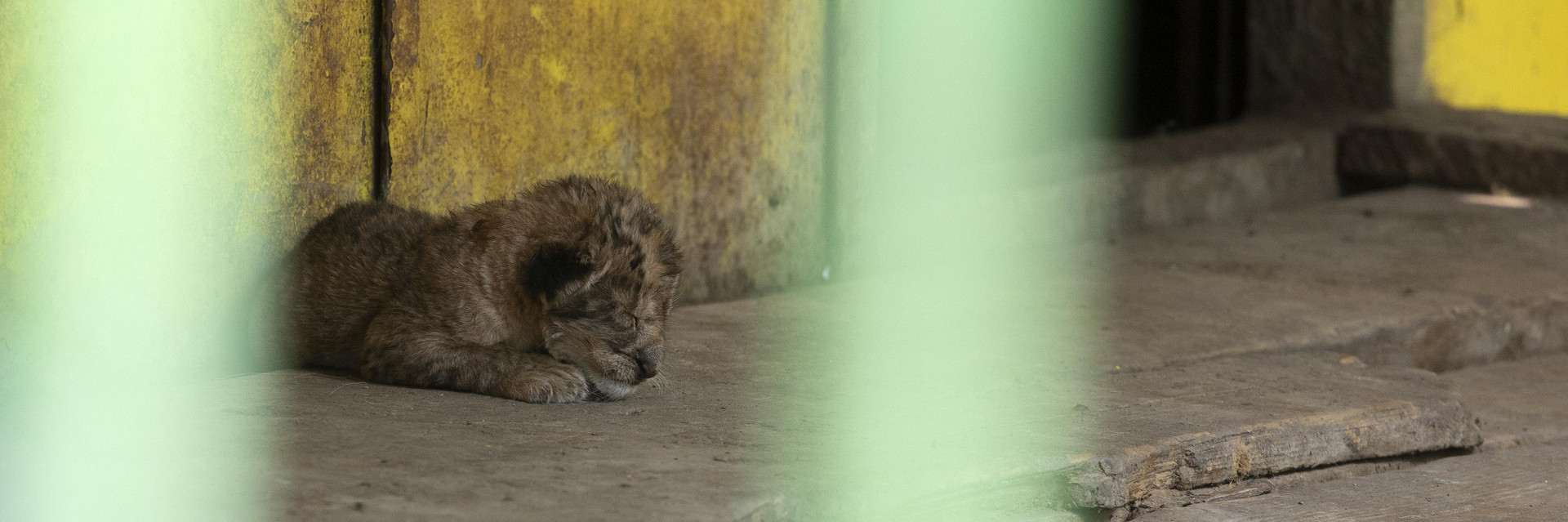 Lion cub in a cage with concrete floor at a zoo in Bulgaria