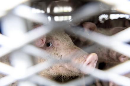 Pig in a truck
