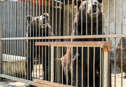 Rescue Bears Anya and Frankie