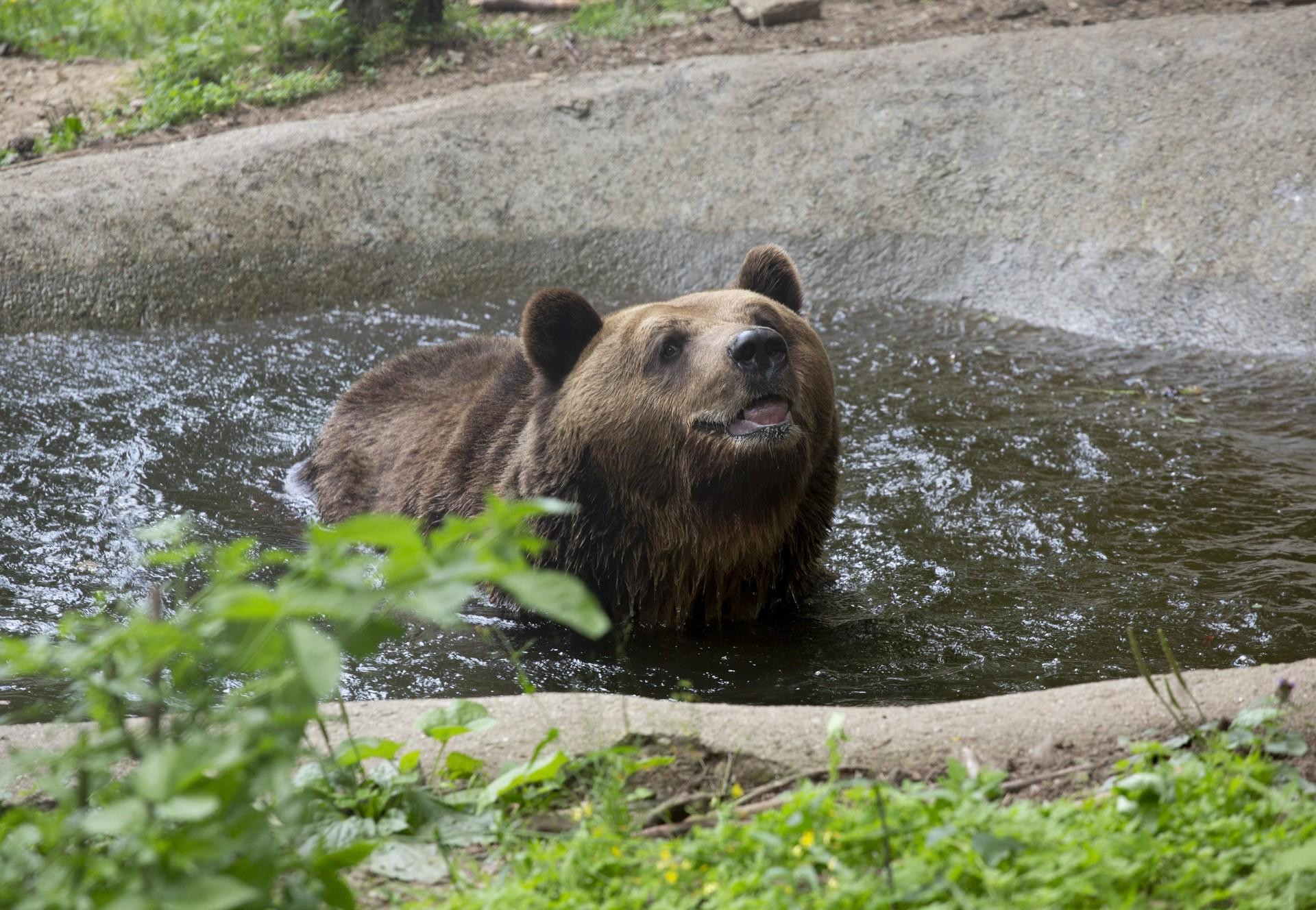 Bear Standy at Belitsa