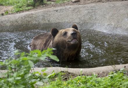 Bear Standy at Belitsa