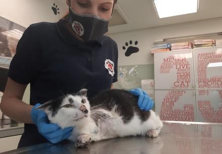 Rescue Cat Victor