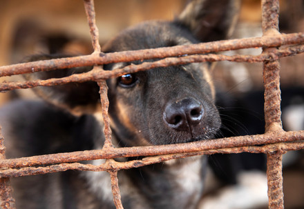 Rescue Dog Rashi