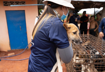 Daisy jumped into her rescuers arms