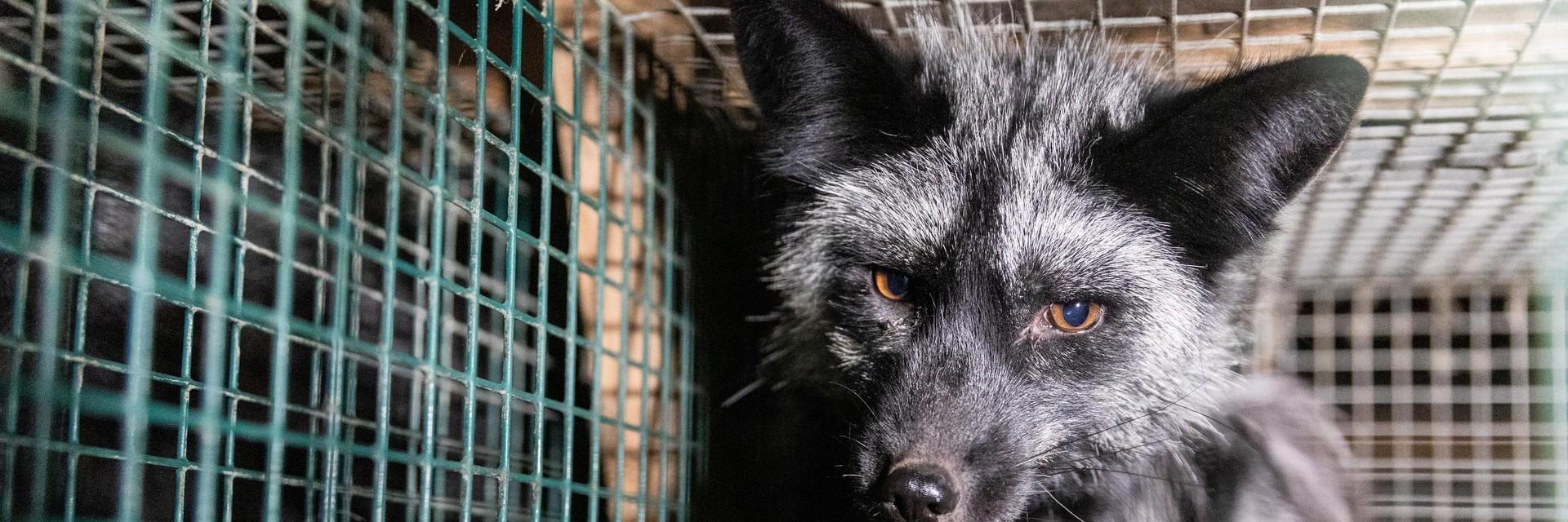 Fox in a cage at a fur farm