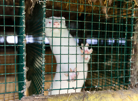 Mink farm