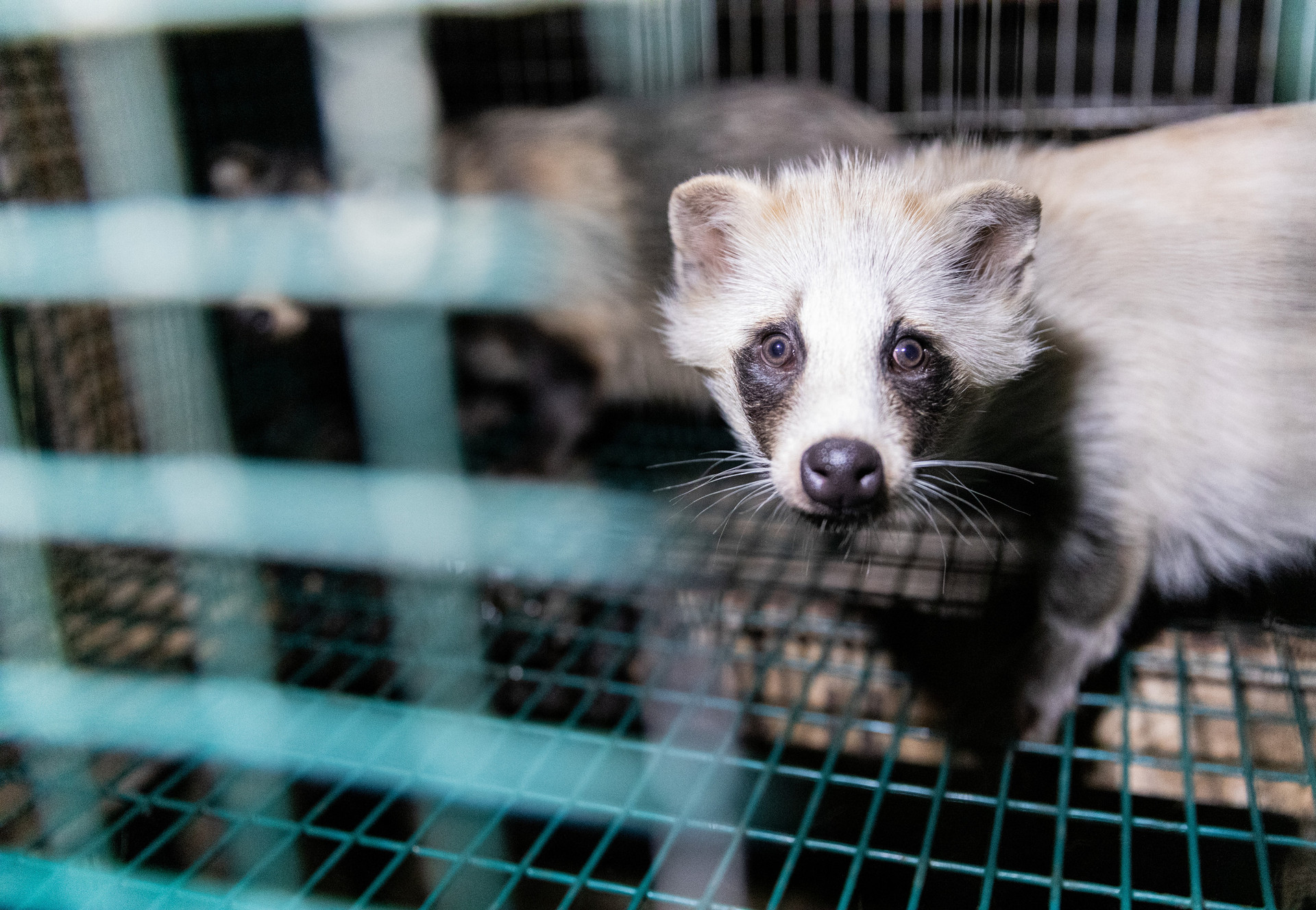 Raccoon dog inside a tiny dark cage at a fur farm