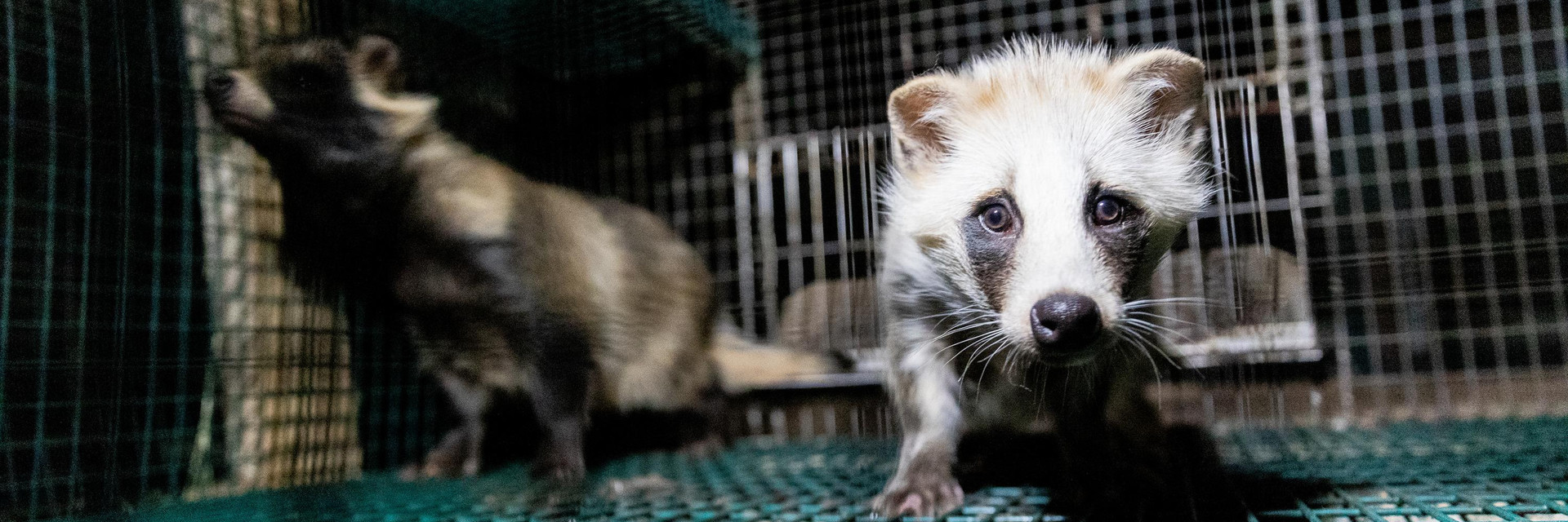 Fur farm Fur Farms