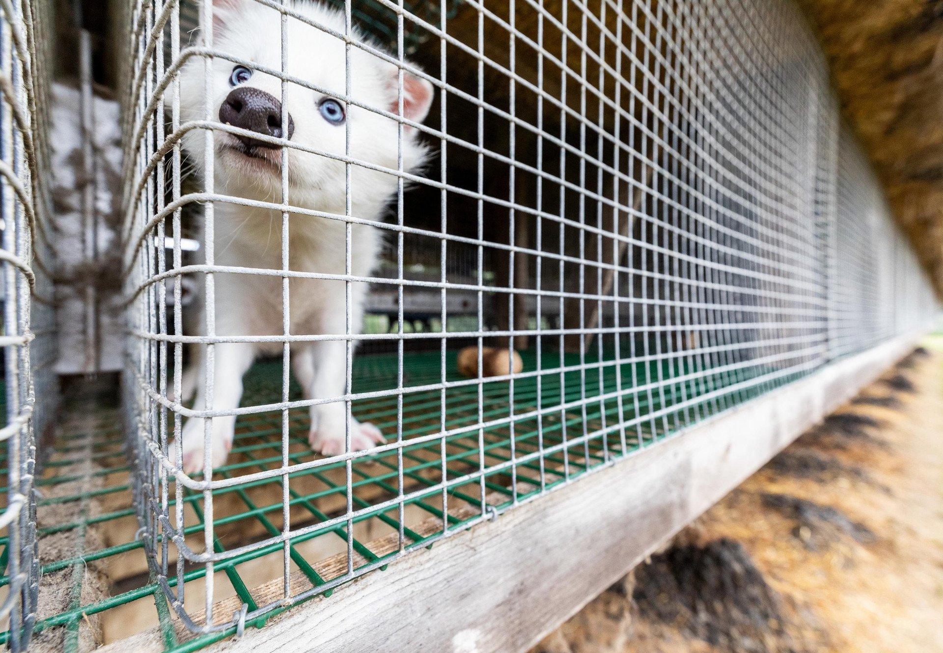 Copenhagen Fashion Week Goes Fur Free Raccoon dog at a fur farm