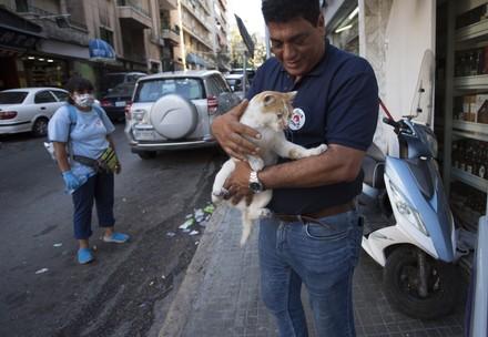 Injured and starving animals in Beirut