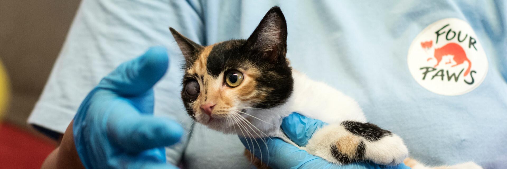#SupportBeirutAnimals