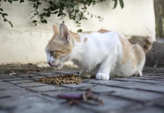Our team in Beirut and   Animals Lebanon   continue to provide help for the animals