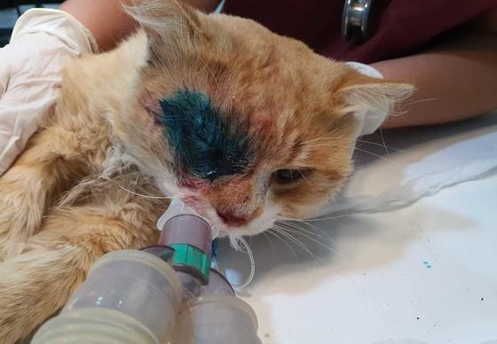 Injured cat gets a second chance 