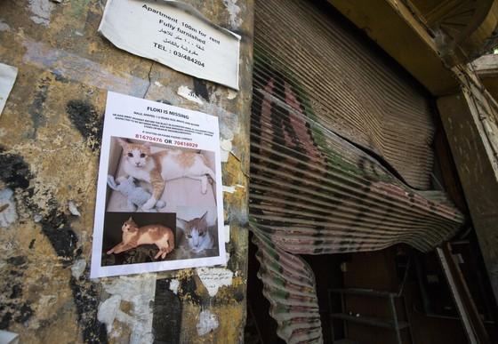 Stray and lost animals in Lebanon will continue to receive help! 