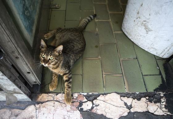 Cat after the explosion