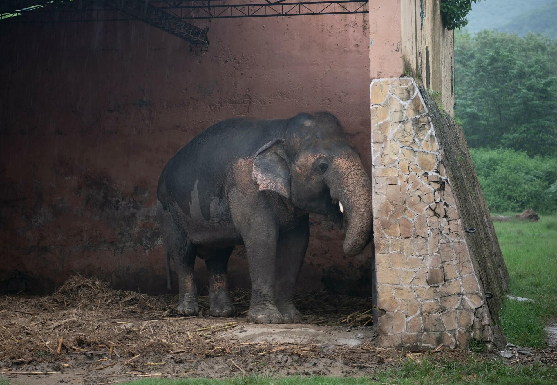 Elephant Kaavan will soon leave Pakistan Elephant Kaavan will soon leave Pakistan