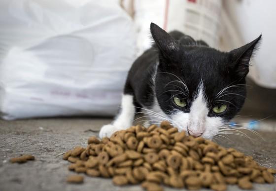 Hungry cat Antar