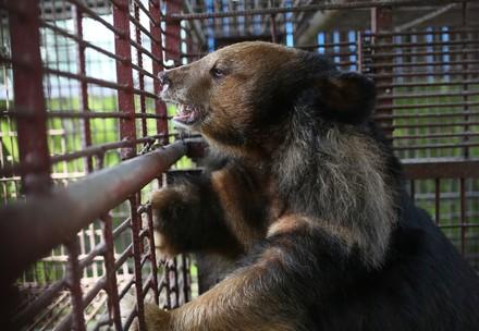 7 bile bears rescued