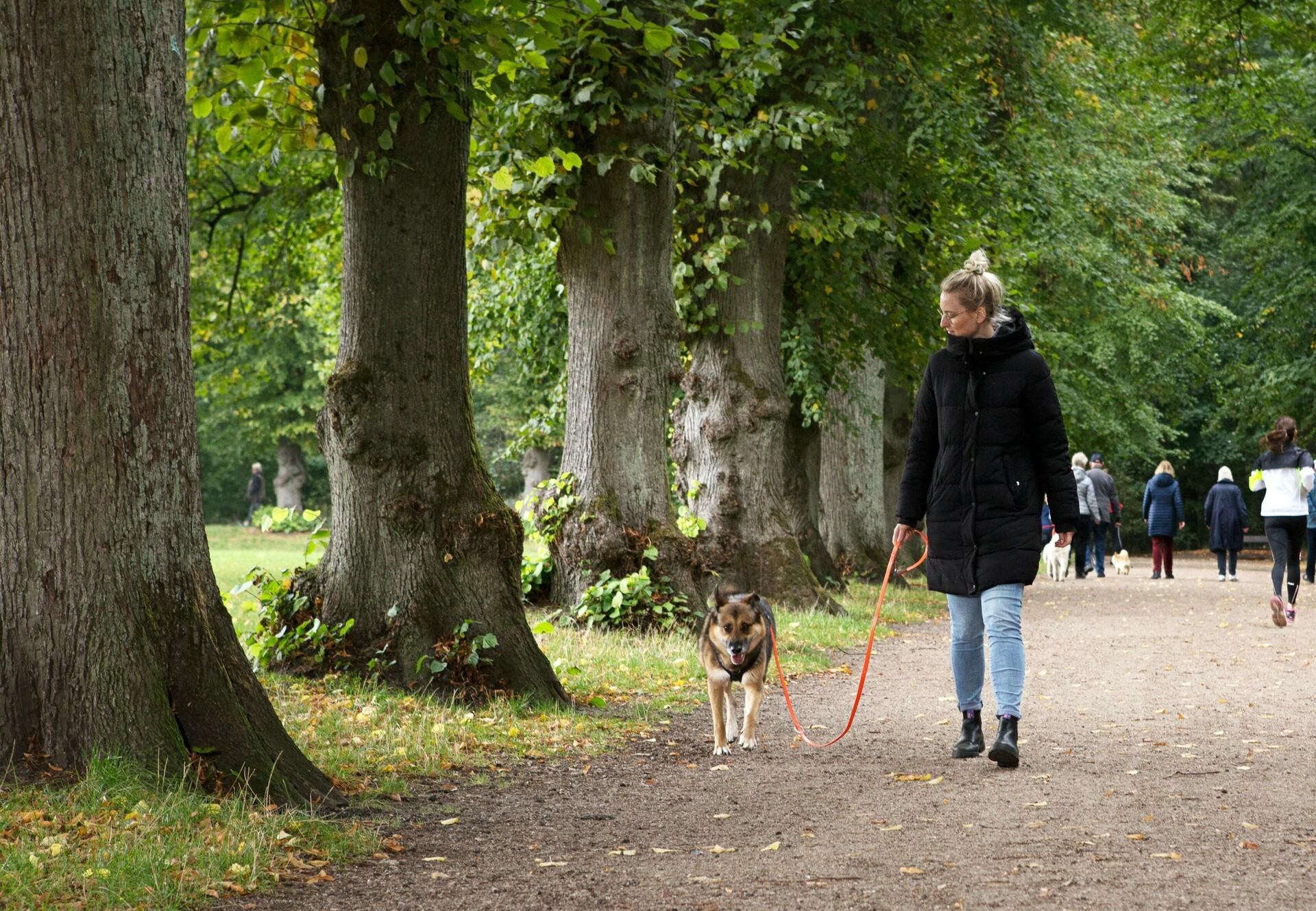Dog on leash