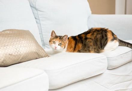 Cat at home