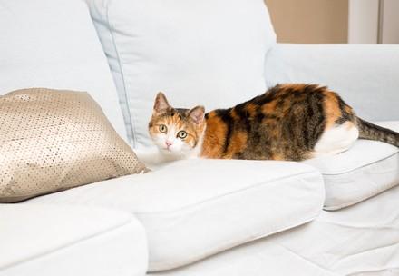 Cat at home