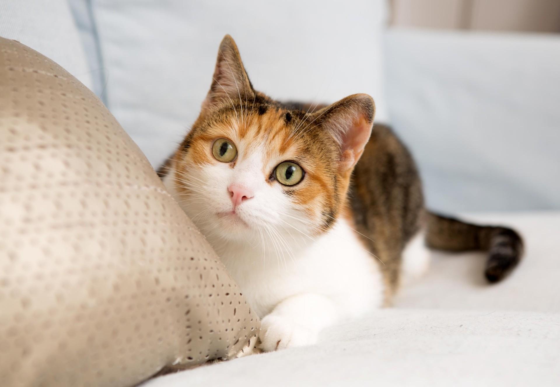 Cat in a home