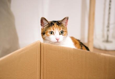 Cat looking scared