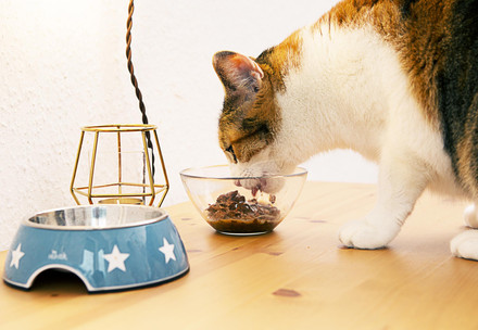 Cat eating