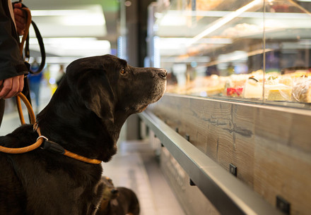 Dog looking at food