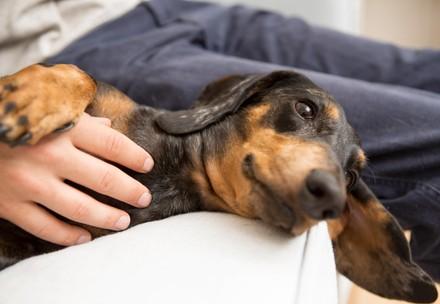Dog and his owner
