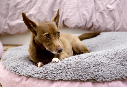 Dog lying on bed