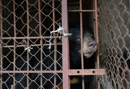 Asiatic black bear Thu