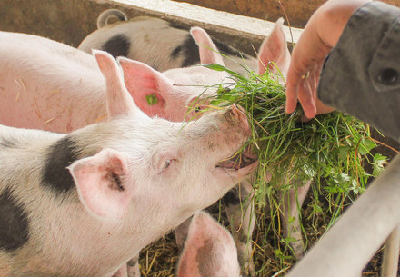 Sustainable food systems crucial to tackle Antimicrobial Resistance (AMR) Pigs eating fresh grass