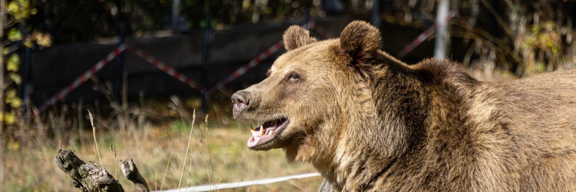 Bear Teddy at Belitsa