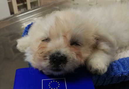 Sick puppy lying on European pet passport