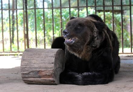 Bear Martha
