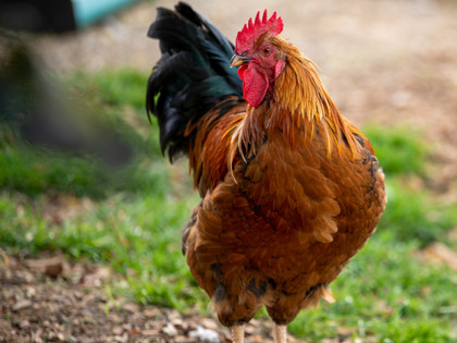 Free range chicken