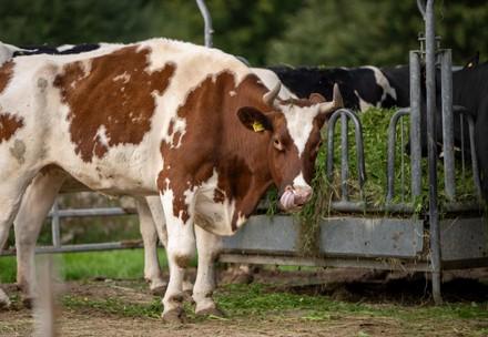 Cattle