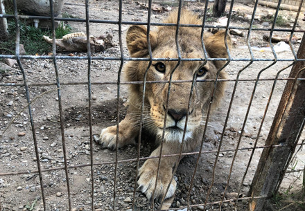 The Next Pandemic Is Coming Lion Simba