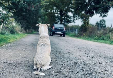 Dog being abandoned on the side of the road
