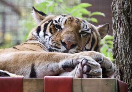 Rescue Tsezar