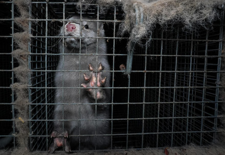 Mink in fur farm in poland