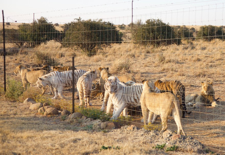 Tiger and lions